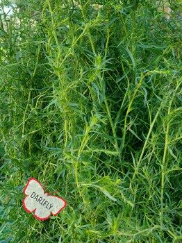 Эстрагон (Тархун) Гудвин пряное многолетнее растение, саженец, делёнка, ЗКС (3 л)