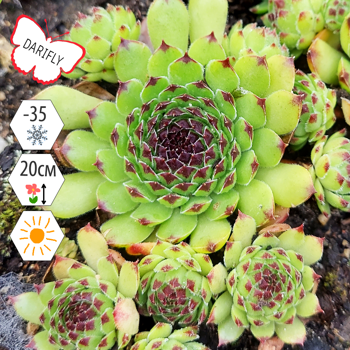 Молодило гибридное Блэк Топ (Sempervivum hybridum Black Top), многолетник, саженец, делёнка, ЗКС (0,8 л)