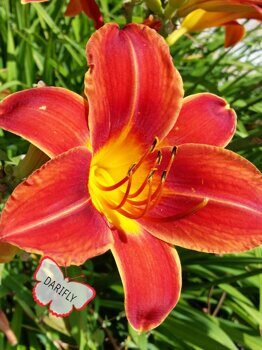 Лилейник гибридный Ред Рам (Hemerocallis hybrid Red Rum) красный, среднепоздний, делёнка, саженец, ЗКС (0,8 л)