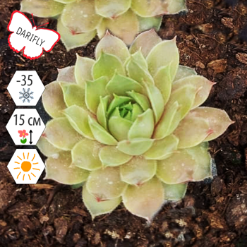 Молодило гибридное Тристе (Sempervivum hybrida Triste), многолетник, саженец, делёнка, ЗКС (0,8 л)