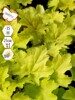 Гейхерелла Голд Страйк (Heucherella hybrida Goldstrike) многолетник, саженец, ЗКС (0,8 л)