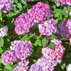 Гортензия пильчатая Прециоза (Hydrangea serrata Preziosa), многолетник, саженец, делёнка, ЗКС (2,1 л)