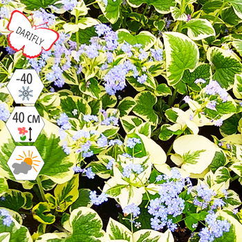 Бруннера крупнолистная Вариегата (Brunnera macrophylla Variegata), многолетник, саженец, делёнка, ЗКС (2 л)