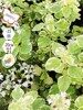 Душица обыкновенная Вариегата (Origanum vulgare Variegata) многолетник, саженец, ЗКС (0,8 л)