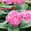 Гортензия древовидная Руби Анабель (Hydrangea arborescens Ruby Annabelle), многолетник, саженец, делёнка, ЗКС (2,1 л)