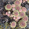 Молодило гибридное Сабат (Sempervivum hybridum Sabat), многолетник, саженец, делёнка, ЗКС (0,8 л)