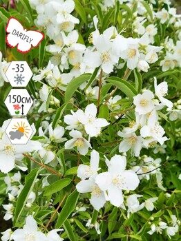 Чубушник (жасмин садовый) Бель Этуаль (Philadelphus lemoinei Belle Etoile), декоративный кустарник, саженец, ЗКС (2,1 л)