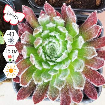 Молодило гибридное Кассиопея (Sempervivum Hybridum Cassiopeia), многолетник, саженец, делёнка, ЗКС (0,8 л)