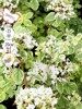 Душица обыкновенная Вариегата (Origanum vulgare Variegata) многолетник, саженец, ЗКС (0,8 л)