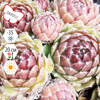 Молодило гибридное Сабат (Sempervivum hybridum Sabat), многолетник, саженец, делёнка, ЗКС (0,8 л)