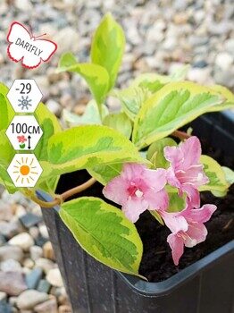 Вейгела цветущая Санни Принцесс (Weigela florida Sunny Princess), саженец, ЗКС (2,1 л)