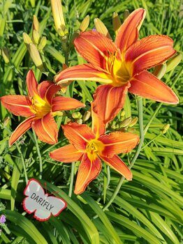 Лилейник буро-жёлтый (Hemerocallis fulva), оранжевый, среднего срока цветения, делёнка, саженец, ЗКС (0,8 л)