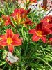 Лилейник гибридный Ред Рам (Hemerocallis hybrid Red Rum) красный, среднепоздний, делёнка, саженец, ЗКС (0,8 л)