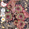 Молодило гибридное Ультратурмалин (Sempervivum hybridum Ultraturmalinе), многолетник, саженец, делёнка, ЗКС (0,8 л)