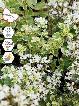 Душица обыкновенная Вариегата (Origanum vulgare Variegata) многолетник, саженец, ЗКС (0,8 л)