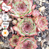 Молодило гибридное Ультратурмалин (Sempervivum hybridum Ultraturmalinе), многолетник, саженец, делёнка, ЗКС (0,8 л)