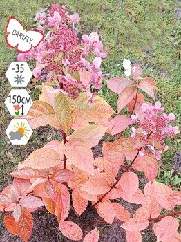 Гортензия Дарума (Hydrangea paniculata Dharuma), декоративный кустарник, саженец, ЗКС (2,1 л)