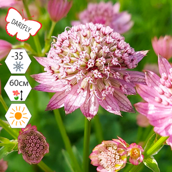 Астранция большая Пинк Прайд (Astrantia major Pink Pride), многолетник, саженец, делёнка, ЗКС (2.1 л)