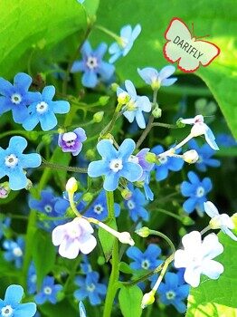 Бруннера крупнолистная (незабудочник, Brunnera macrophylla) с зелёными листьями, многолетник, саженец, делёнка, ЗКС (0,8 л)