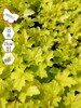 Гейхерелла Голд Страйк (Heucherella hybrida Goldstrike) многолетник, саженец, ЗКС (0,8 л)