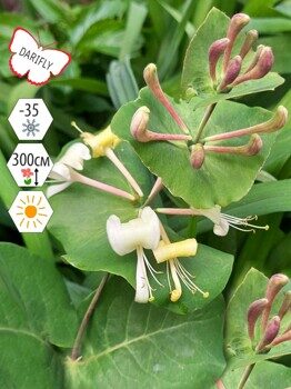 Жимолость каприфоль Инга (Lonicera caprifolium Inga), лиана, саженец, ЗКС (0,8 л)