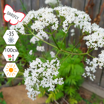 Валериана лекарственная Кардиола (Valeriana officinalis), многолетник, саженец, делёнка, ЗКС (2.1 л)