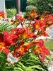 Лилейник гибридный Ред Рам (Hemerocallis hybrid Red Rum) красный, среднепоздний, делёнка, саженец, ЗКС (0,8 л)