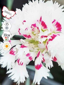 Гвоздика Перистая Ине (Dianthus plumarius Ine), многолетник, саженец, делёнка, ЗКС (0,8 л)