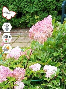 Гортензия метельчатая Ванила Фрайз (Hydrangea paniculata Vanille Fraise), декоративный кустарник, саженец, ЗКС (2,1 л)