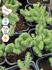 Очиток отогнутый Кристатум (Sedum reflexum Cristatum), многолетник, саженец, делёнка, ЗКС (0,8 л)